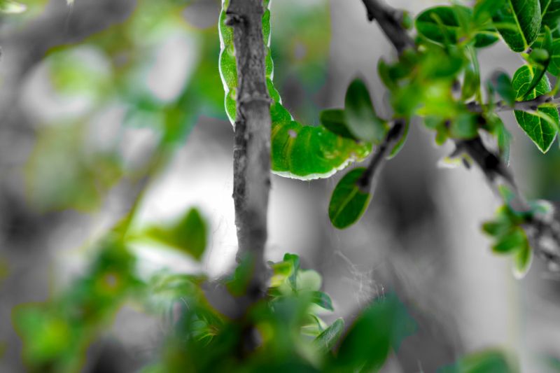 Angle shades on Salix Caprea