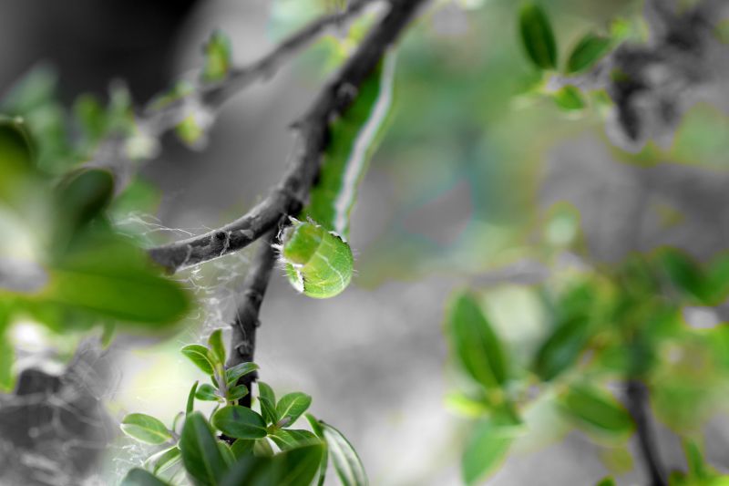 Angle shades on Salix Caprea