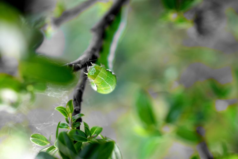 Angle shades on Salix Caprea