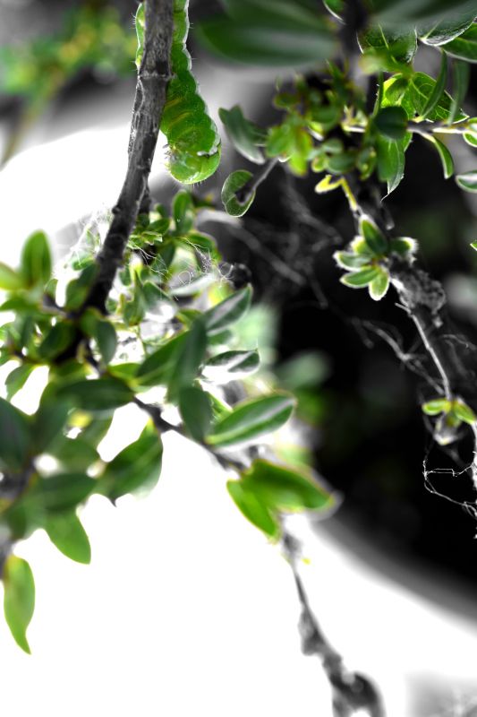 Angle shades on Salix Caprea