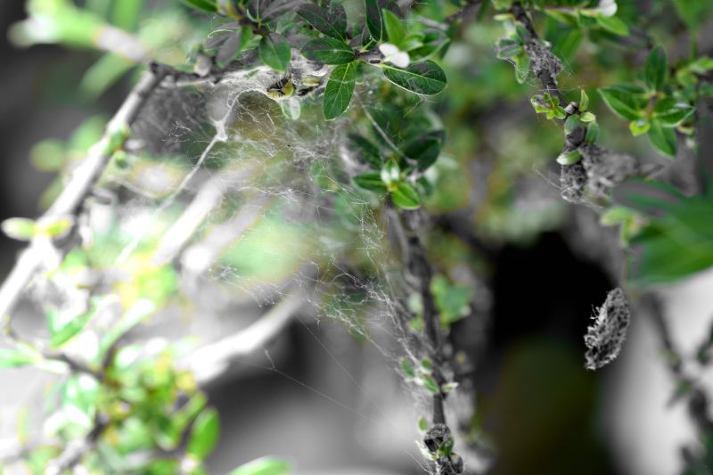 Angle shades on Salix Caprea