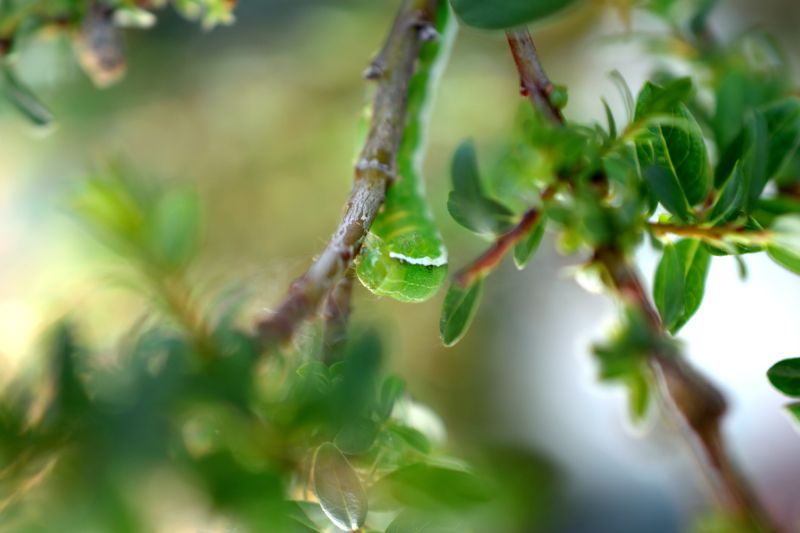 Angle shades on Salix Caprea