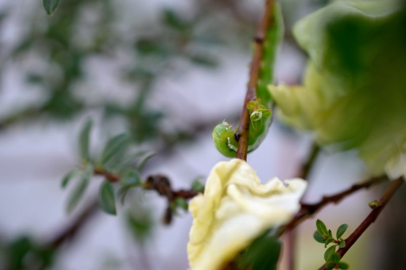 Angle shades on Salix Caprea